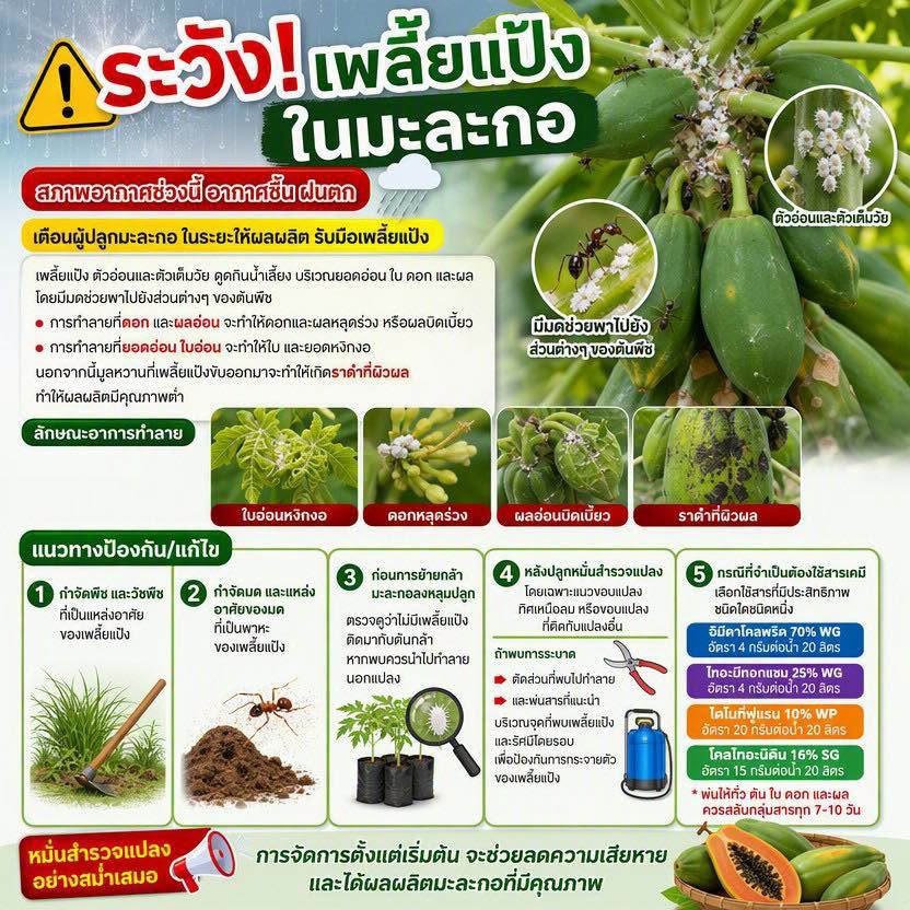 ระวังเพลี้ยแป้งในมะละกอ